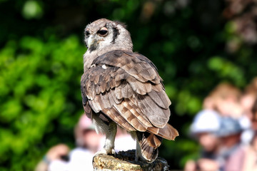 Owl