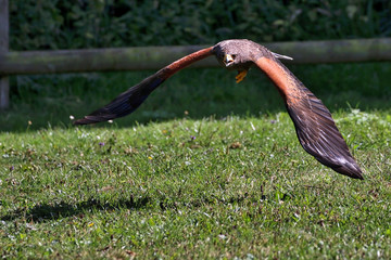Harris Hawk in flight
