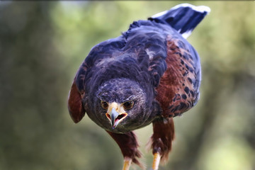 Harris Hawk