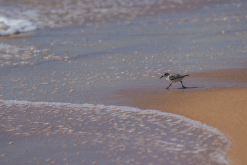Sanderling in Spanien