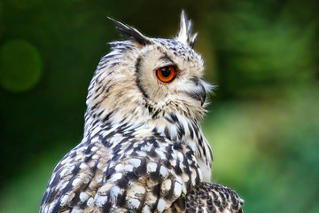 Eagle Owl