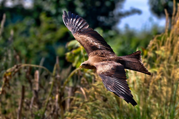 Black Kite in flight