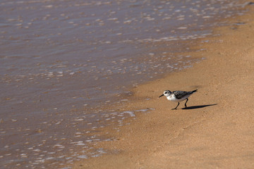 Sanderling in Spanien