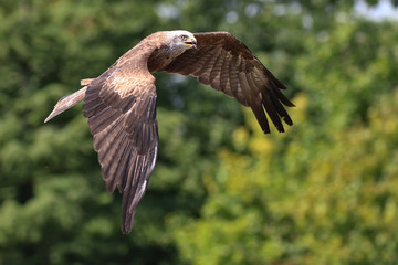 Red Kite in flight