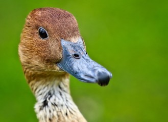 Duck portrait