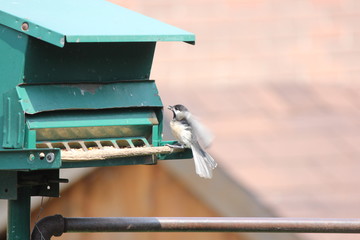 Black-capped Chickadee (Poecile atricapillus) on a back yard bird feeder. It is a small, nonmigratory, North American songbird.     