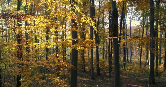 Colorful Autumn forest &uuml;&oacute;