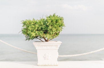 Bush thuja plant in pot on the beach