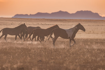 Fototapeta na wymiar Wild Horses in the Utah Desert at Sunset