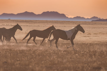 Fototapeta na wymiar Wild Horses Running at Sunset in Utah