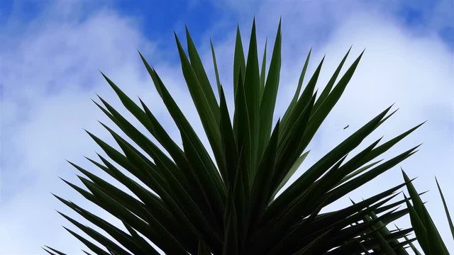close-up palm leaves over sky timelapse full hd. Tropical abstract background 4k. relax and vacation concept. nature background. ecology concept. tropical nature background with copy space. 