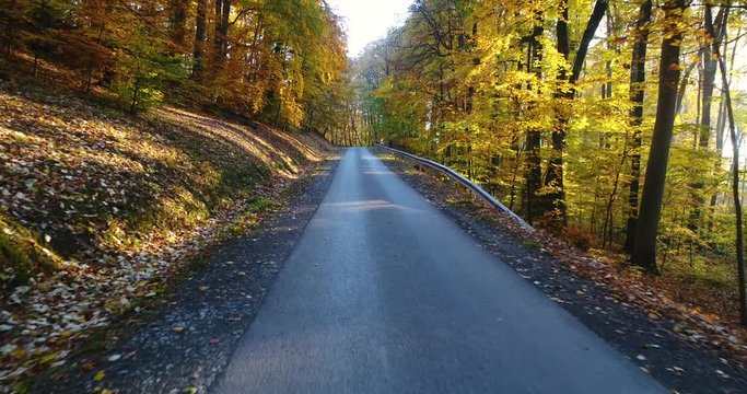 Autumn forest with road