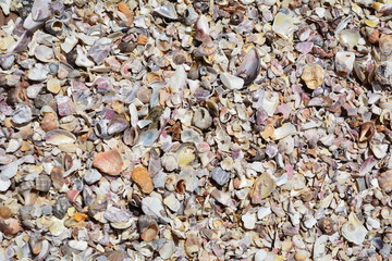 shell background
