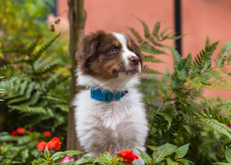 An australian shepherd puppy sitting among flowers and looking up