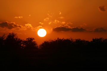 Sunset over the Trees