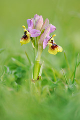 Beautiful orchid on the gargano peninsula. Ophrys tenthredinifera