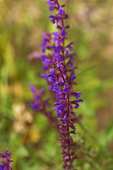 Purple Salvia pratensis - meadow clary or meadow sage -  in a meadow..