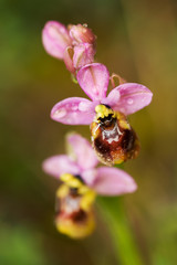 Flower after rain. Ophrys tenthredinifera.