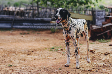 Malnourished Dalmada in a backyard of a farm