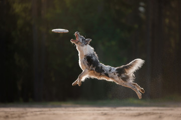 Dog border collie jump - obrazy, fototapety, plakaty