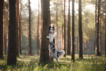Dog border collie in the woods