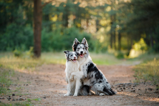 Two dogs border collie in the nature