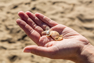 Hand med snäckskal vid sandstrand