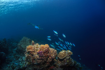 Underwater sport, snorkeling travel activity, coral reef, deep blue water