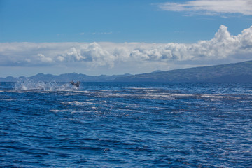 Pod of dolphins traveling in the ocean