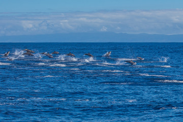 Fototapeta premium Pod of dolphins traveling in the ocean