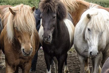 Icelandic Horses