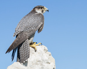 Peregrine Falcon