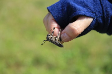 褐色のクルマバッタモドキを捕まえる(宮城県)