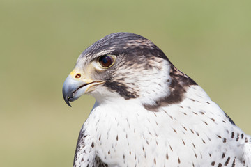 Pergrine Falcon