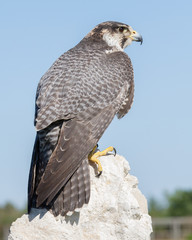 Peregrine Falcon