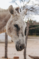 Fototapeta premium Portrait of the donkey's face