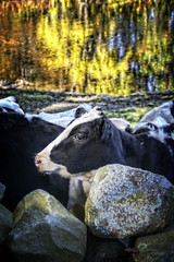 Cow, rock wall, stream