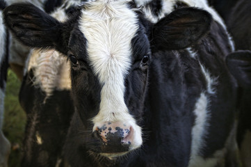 Cow