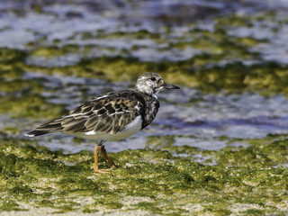 Ruddy Turnstone Foraging on the Sea Shore