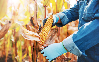 Gardener working in the corn field. Agriculture concept © bobex73