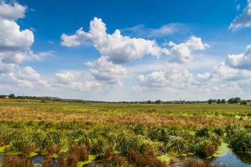 Fototapeta na wymiar The water meadow near the Konka River