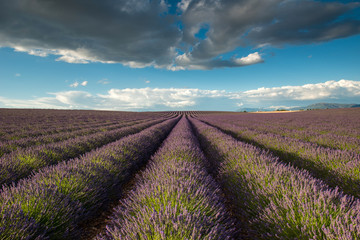 Fototapeta na wymiar Lavender fields