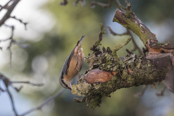 Kleiber an der Futterkrippe