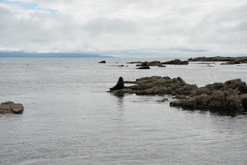 Seal - Kaikoura - New Zealand © Guillaume