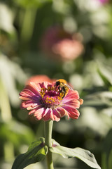 A bee and a flower