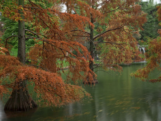 The pond in autumn