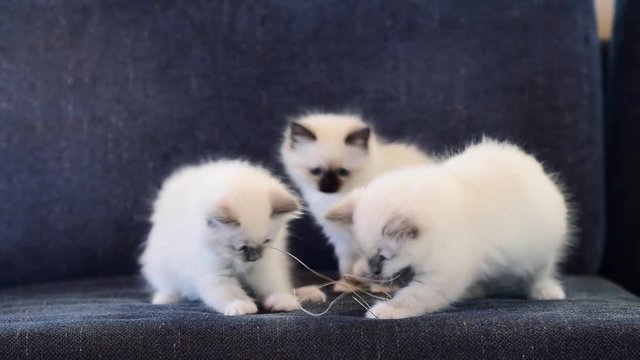 Cute kittens playing with a string