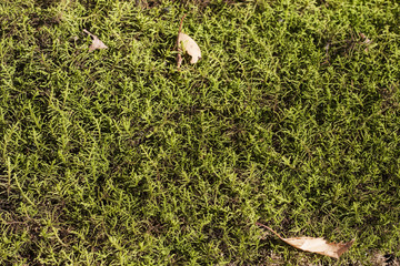 Green autumn moss
