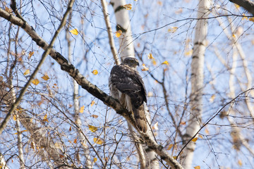 Northern goshawk young sitting on branch in birch tree forest. Light sunny landscape. Bird in wildlife.