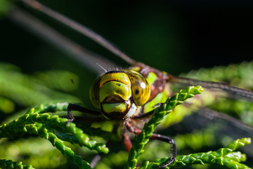 southern migrant hawker (Aeshna affinis)